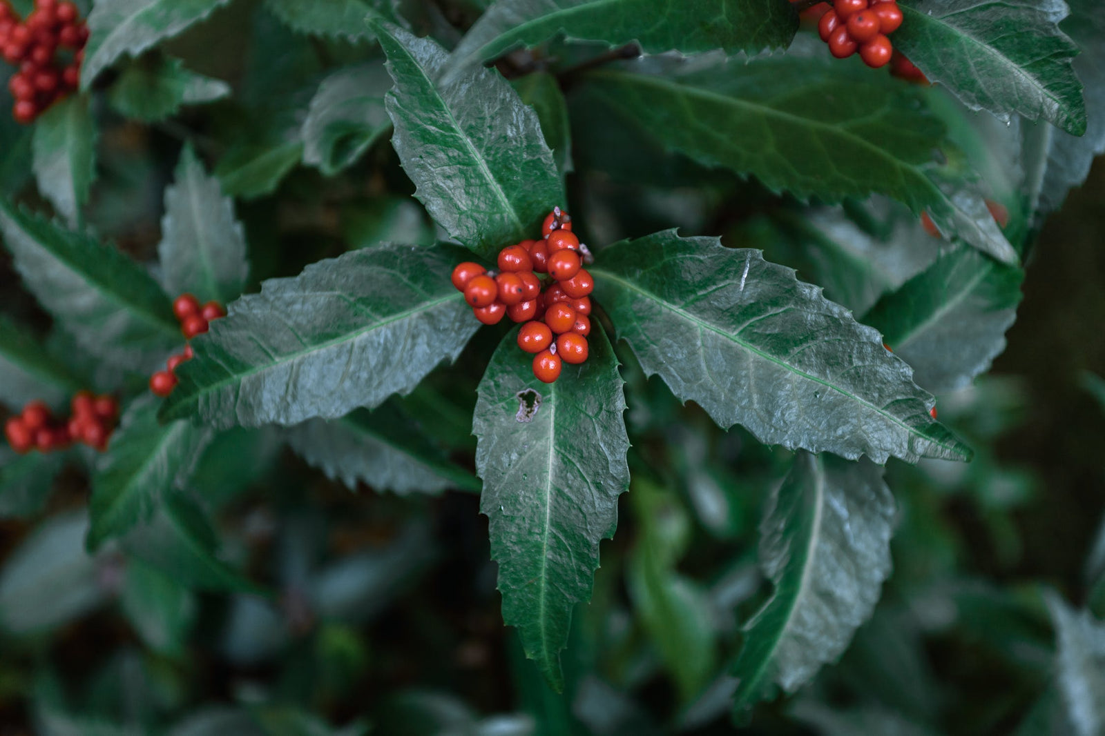 plant with small red berries