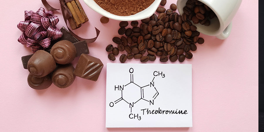 chocolate containing theobromine